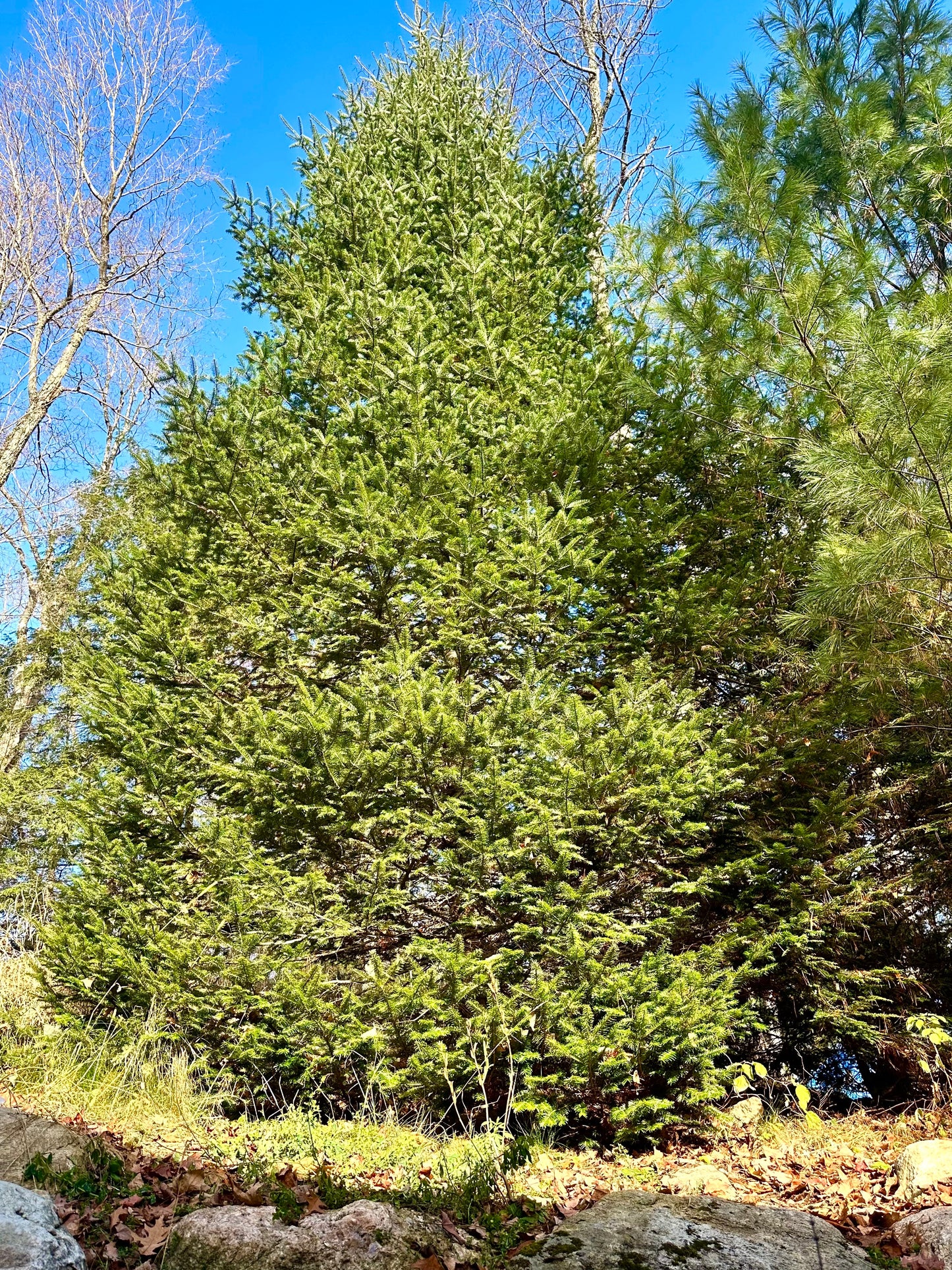 Balsam Fir Herbal Oil