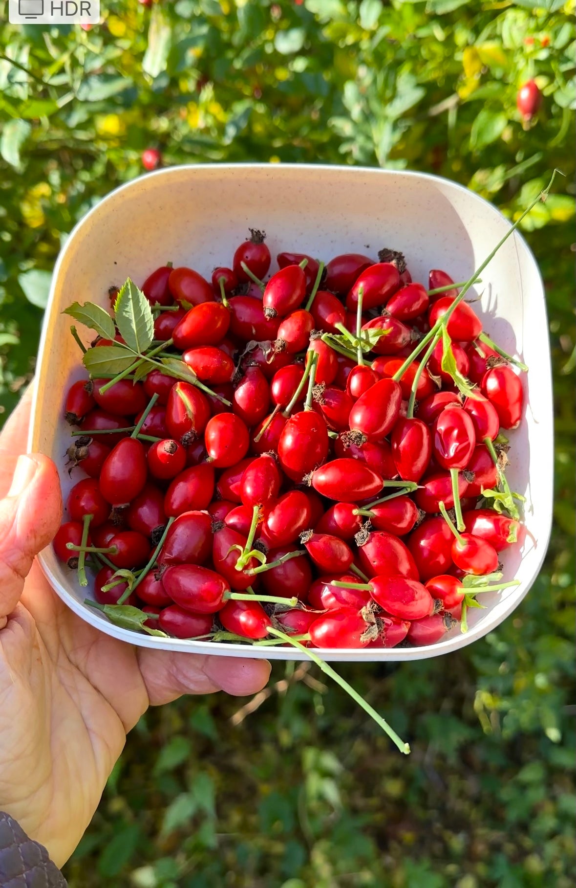 Rosehip&Hibiscus Fire Cider