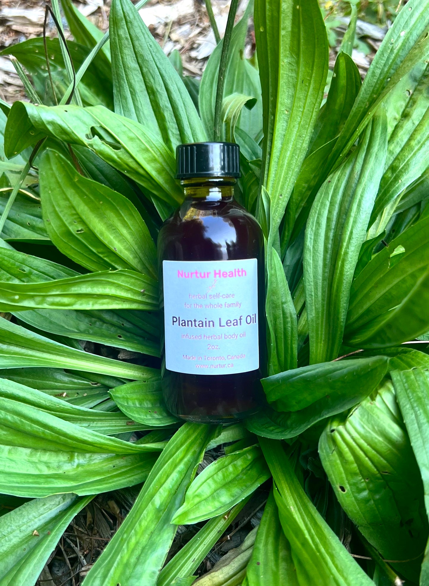 Plantain Leaf Herbal Oil