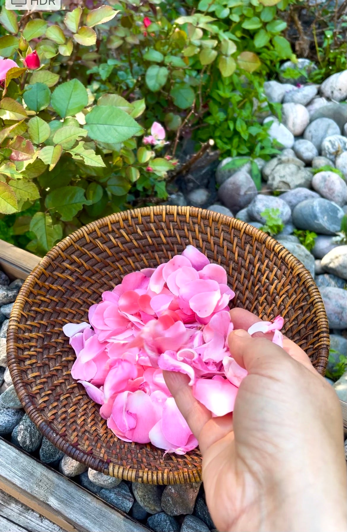 Rose Herbal Oil