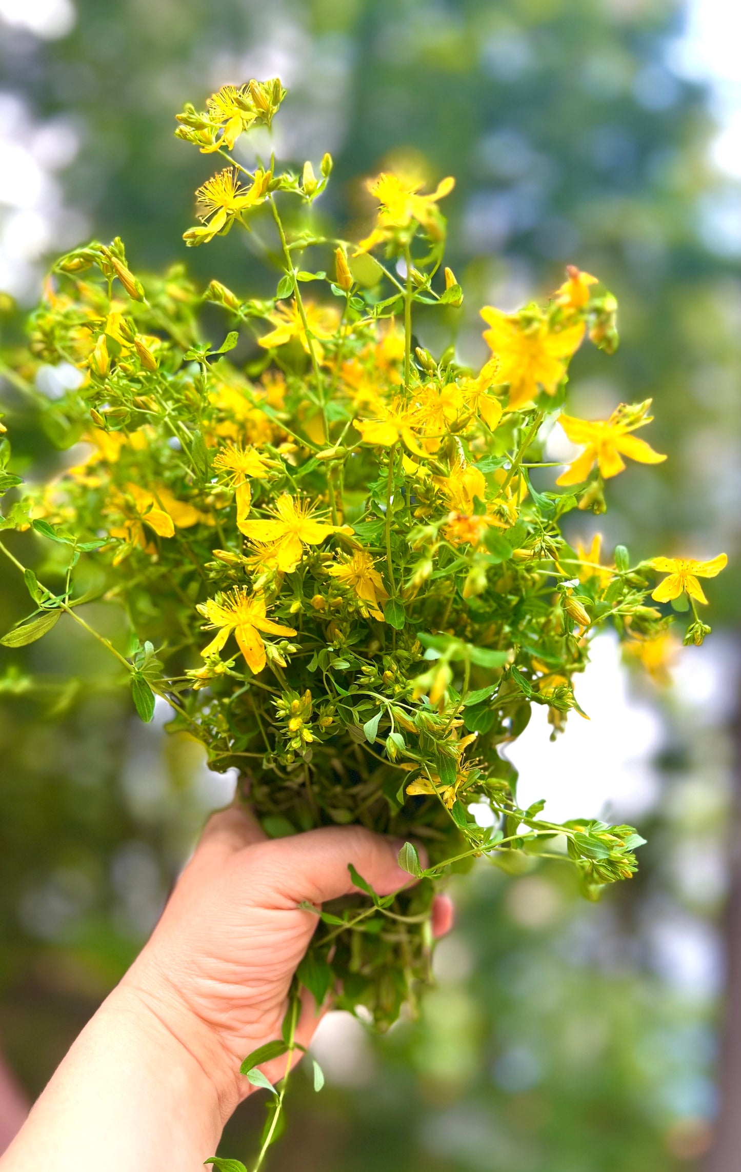 St. John's Wort Herbal Oil