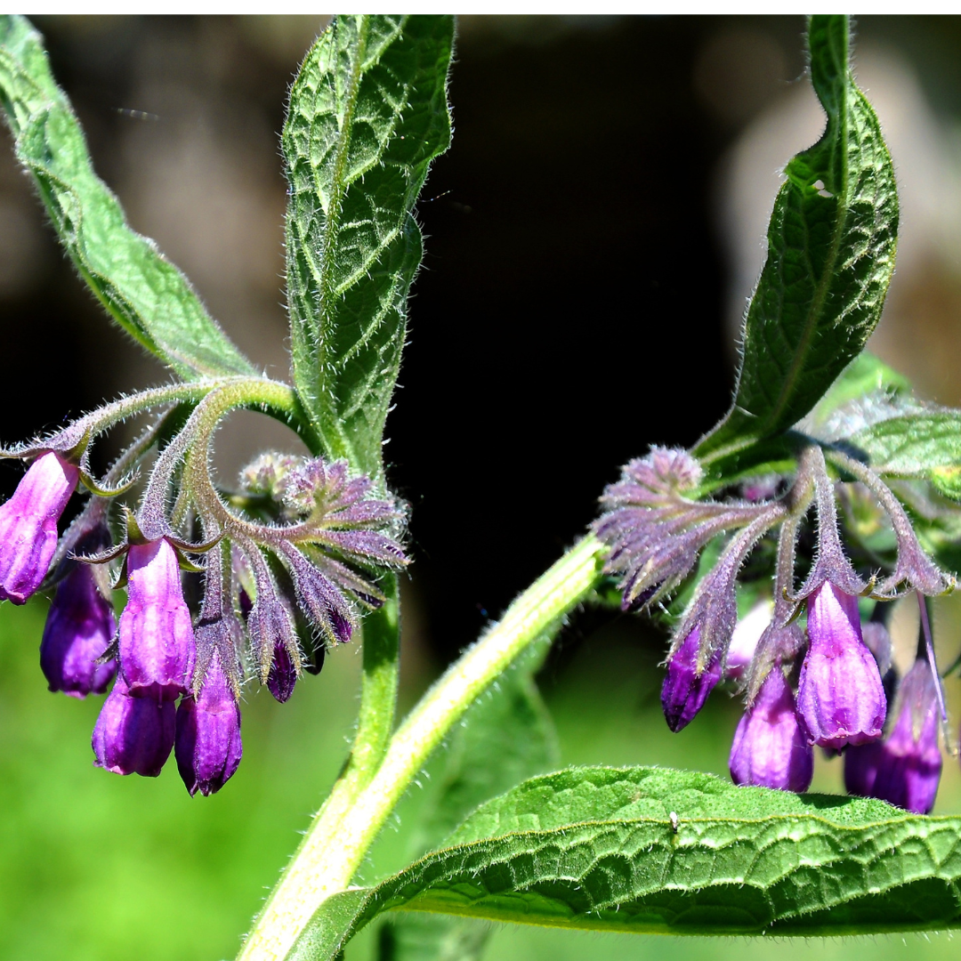 Comfrey Herbal Oil (Symphytum officinale leaf oil)