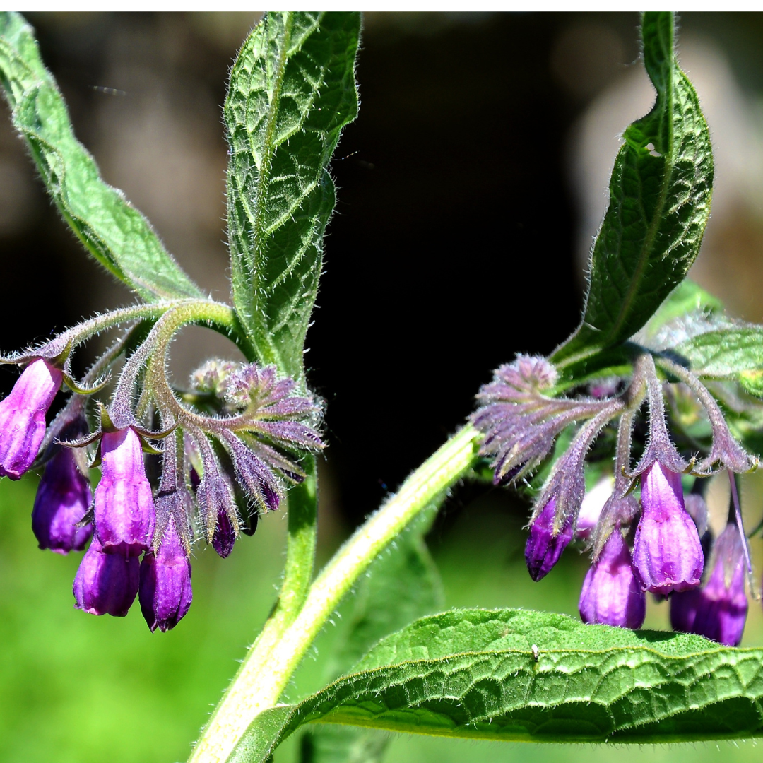 Green Relief Comfrey Solid Lotion Bar